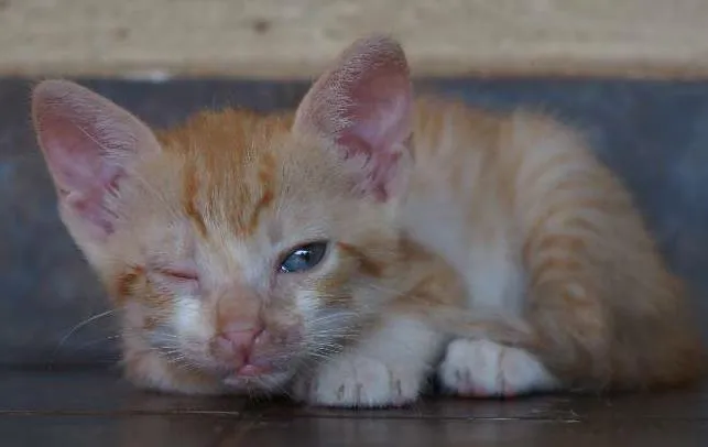 Gato ra a SRD idade  nome Lindos filhotes
