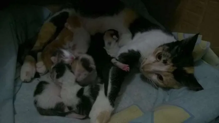 Gato ra a sem raça idade 2 anos nome radizia