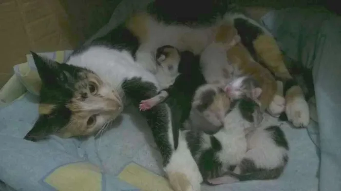 Gato ra a sem raça idade 2 anos nome radizia