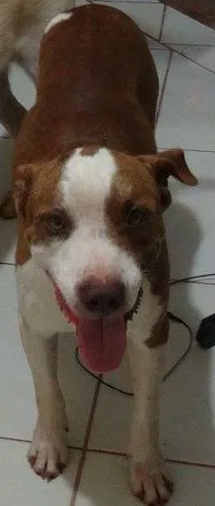 Cachorro ra a Pit-Bull idade 2 anos nome Lugano