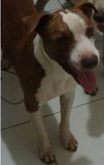 Cachorro ra a Pit-Bull idade 2 anos nome Lugano