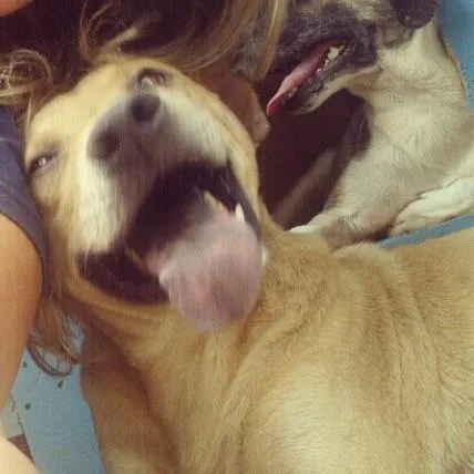 Cachorro ra a SRD idade 4 anos nome Nick