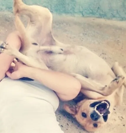 Cachorro ra a SRD idade 4 anos nome Nick