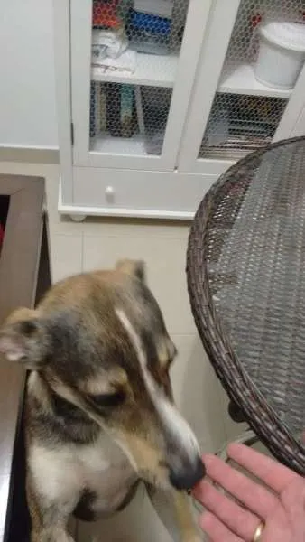 Cachorro ra a  idade 1 ano nome Magrelo