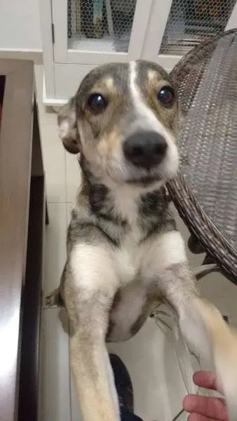 Cachorro ra a  idade 1 ano nome Magrelo
