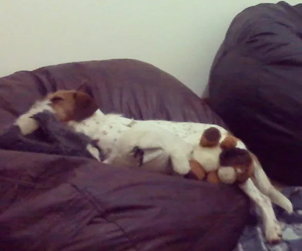 Cachorro ra a SRD idade 1 ano nome Bambam