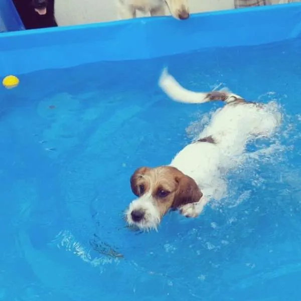 Cachorro ra a SRD idade 1 ano nome Bambam