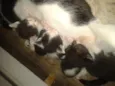 Gatinhos