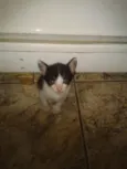 Gatinhos