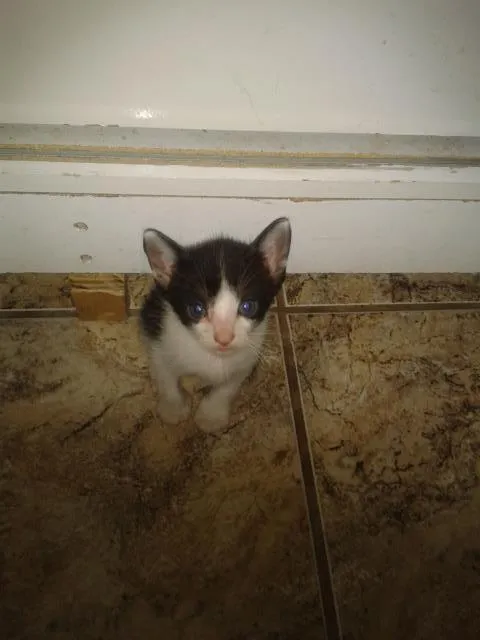 Gato ra a vira lata idade 2 a 6 meses nome Gatinhos
