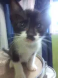 Gatinhos