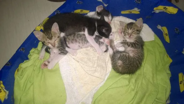 Gato ra a SRD idade 2 a 6 meses nome ainda não tem nome