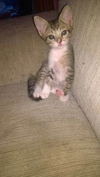 Gato ra a SRD idade 2 a 6 meses nome ainda não tem nome