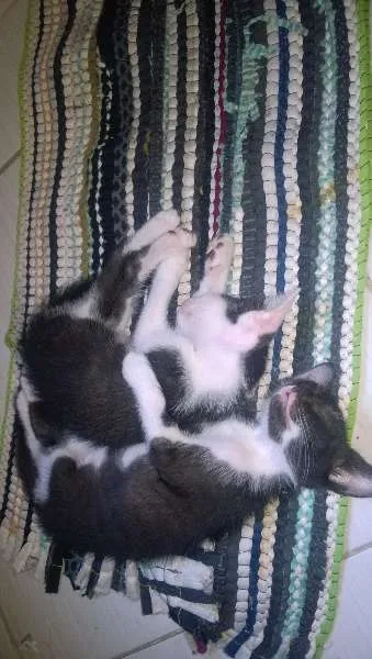 Gato ra a SRD idade 2 a 6 meses nome ainda não tem nome