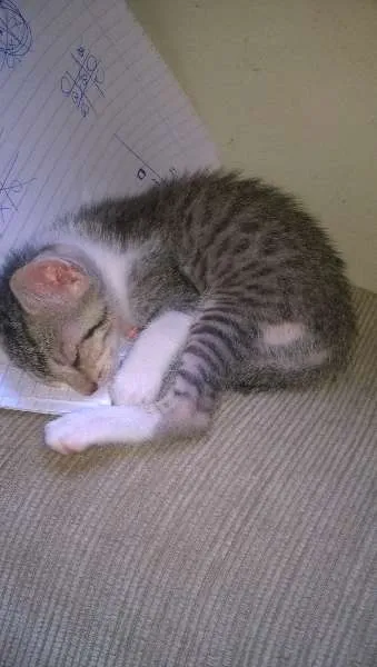 Gato ra a SRD idade 2 a 6 meses nome ainda não tem nome