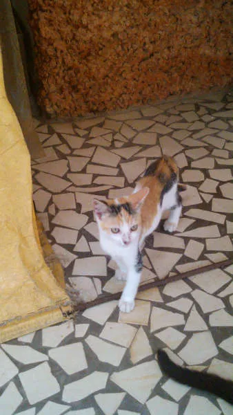 Gato ra a SRD idade 2 a 6 meses nome Gatinhos & Gatinhas