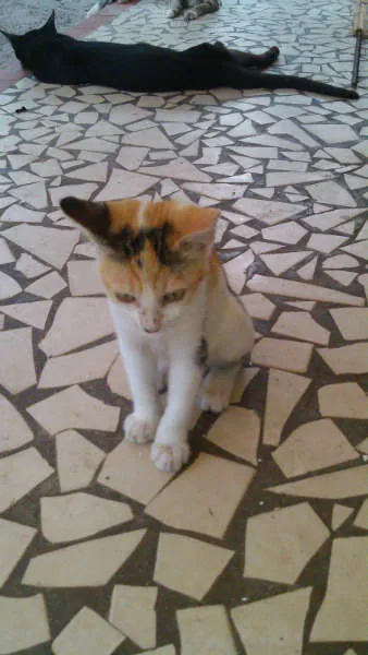 Gato ra a SRD idade 2 a 6 meses nome Gatinhos & Gatinhas