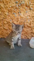 Gatinhos & Gatinhas