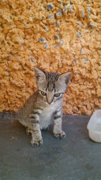 Gato ra a SRD idade 2 a 6 meses nome Gatinhos & Gatinhas