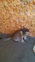 Gatinhos & Gatinhas