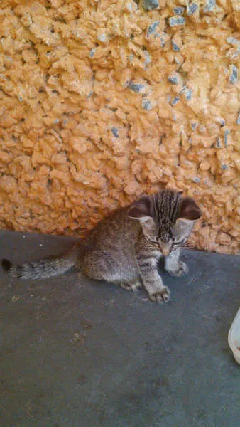 Gato ra a SRD idade 2 a 6 meses nome Gatinhos & Gatinhas