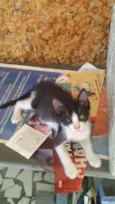 Gatinhos & Gatinhas