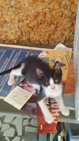 Gato ra a SRD idade 2 a 6 meses nome Gatinhos & Gatinhas