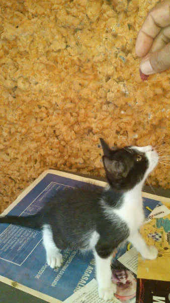 Gato ra a SRD idade 2 a 6 meses nome Gatinhos & Gatinhas
