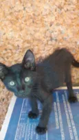 Gatinhos & Gatinhas