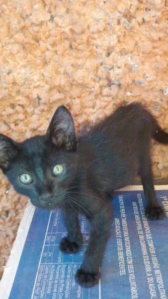 Gato ra a SRD idade 2 a 6 meses nome Gatinhos & Gatinhas