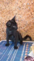 Gatinhos & Gatinhas