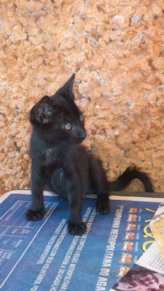 Gato ra a SRD idade 2 a 6 meses nome Gatinhos & Gatinhas