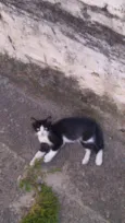 Gatinhos & Gatinhas