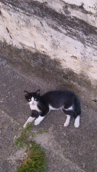 Gato ra a SRD idade 2 a 6 meses nome Gatinhos & Gatinhas