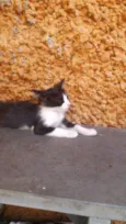 Gatinhos & Gatinhas