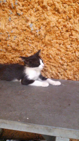 Gato ra a SRD idade 2 a 6 meses nome Gatinhos & Gatinhas