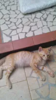 Gatinhos & Gatinhas