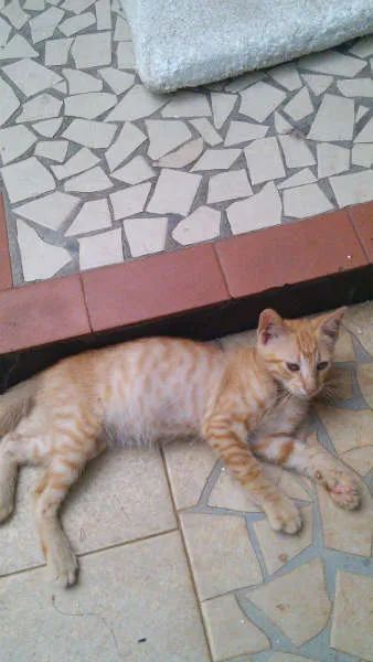Gato ra a SRD idade 2 a 6 meses nome Gatinhos & Gatinhas