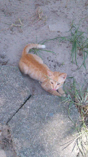 Gato ra a SRD idade 2 a 6 meses nome Gatinhos & Gatinhas