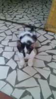 Gatinhos & Gatinhas