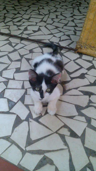 Gato ra a SRD idade 2 a 6 meses nome Gatinhos & Gatinhas