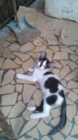 Gatinhos & Gatinhas