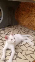 Gatinhos & Gatinhas