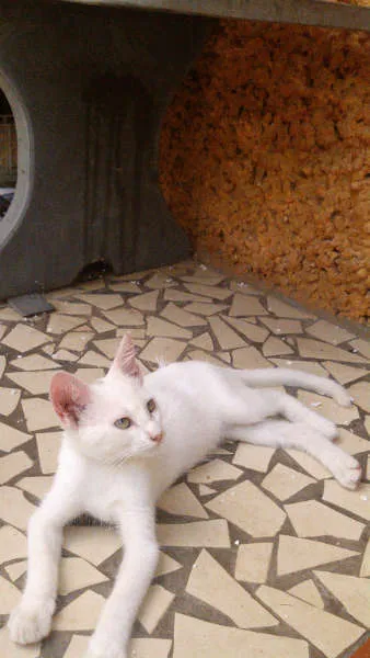 Gato ra a SRD idade 2 a 6 meses nome Gatinhos & Gatinhas