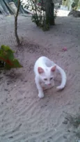 Gatinhos & Gatinhas