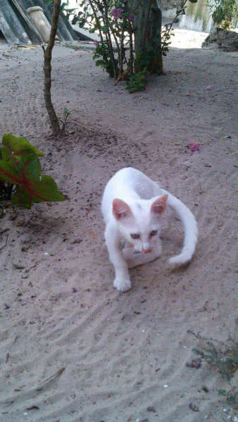 Gato ra a SRD idade 2 a 6 meses nome Gatinhos & Gatinhas