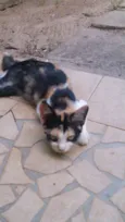 Gatinhos & Gatinhas