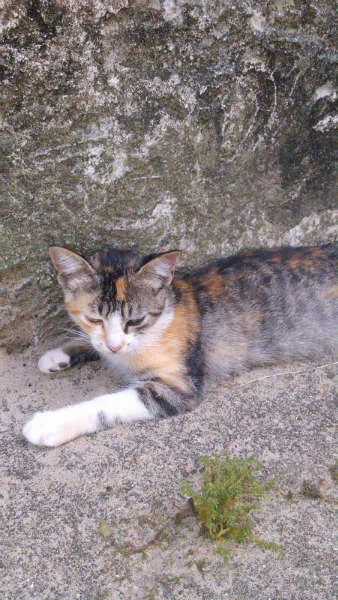 Gato ra a SRD idade 2 a 6 meses nome Gatinhos & Gatinhas