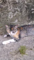 Gatinhos & Gatinhas