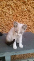 Gatinhos & Gatinhas